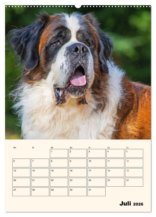 Bernhardiner - Mit dem St. Bernhardshund durch das Jahr (CALVENDO Premium Wandkalender 2026)