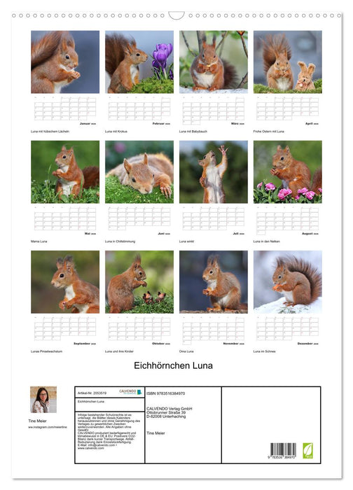 Eichhörnchen Luna (CALVENDO Wandkalender 2026)