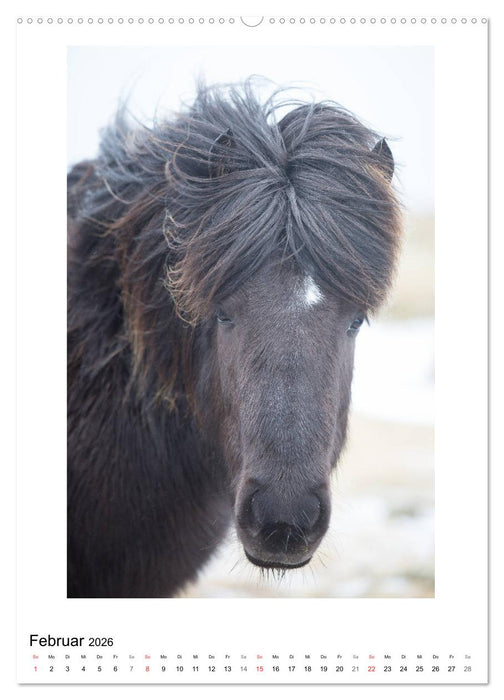 Föhnfrisuren (CALVENDO Premium Wandkalender 2026)