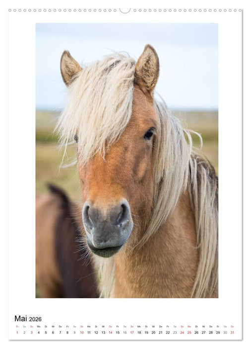 Föhnfrisuren (CALVENDO Premium Wandkalender 2026)