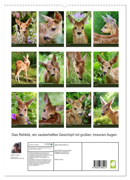 Das Rehkitz, ein zauberhaftes Geschöpf mit großen, braunen Augen (CALVENDO Premium Wandkalender 2026)
