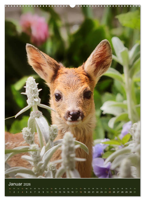Das Rehkitz, ein zauberhaftes Geschöpf mit großen, braunen Augen (CALVENDO Premium Wandkalender 2026)