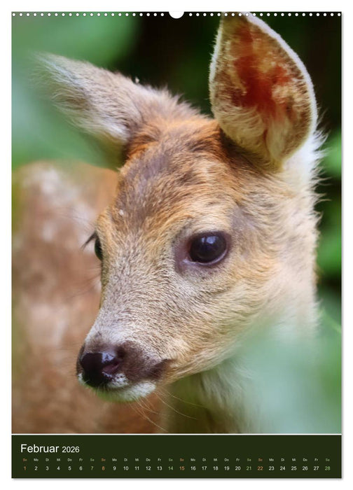 Das Rehkitz, ein zauberhaftes Geschöpf mit großen, braunen Augen (CALVENDO Premium Wandkalender 2026)
