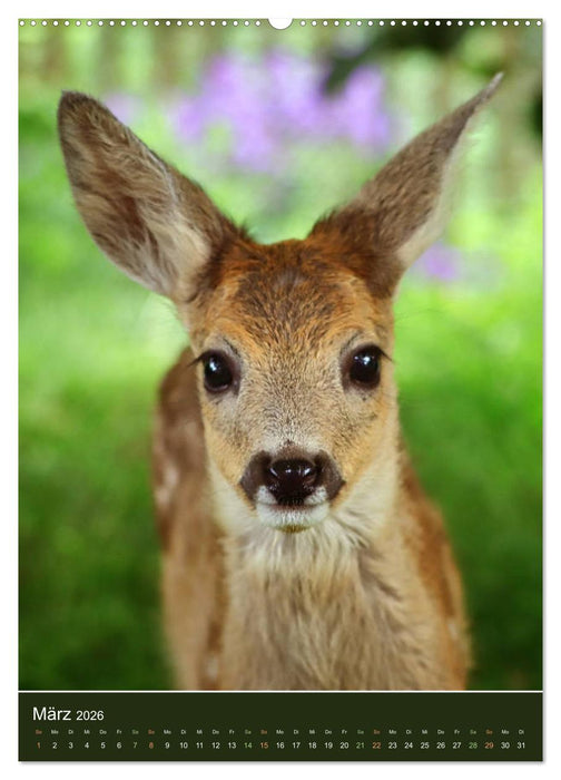 Das Rehkitz, ein zauberhaftes Geschöpf mit großen, braunen Augen (CALVENDO Premium Wandkalender 2026)