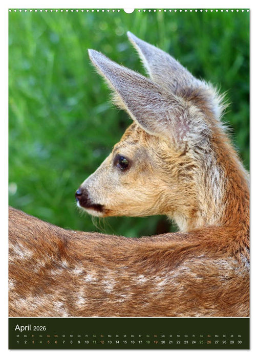 Das Rehkitz, ein zauberhaftes Geschöpf mit großen, braunen Augen (CALVENDO Premium Wandkalender 2026)