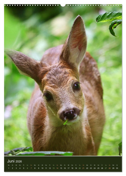 Das Rehkitz, ein zauberhaftes Geschöpf mit großen, braunen Augen (CALVENDO Premium Wandkalender 2026)