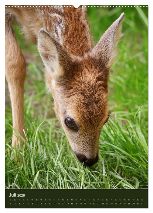 Das Rehkitz, ein zauberhaftes Geschöpf mit großen, braunen Augen (CALVENDO Premium Wandkalender 2026)