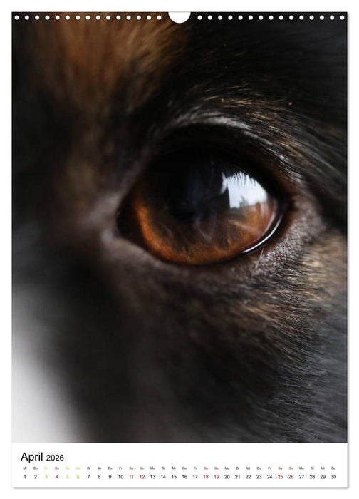 Australian Shepherd - Beste Freunde (CALVENDO Wandkalender 2026)