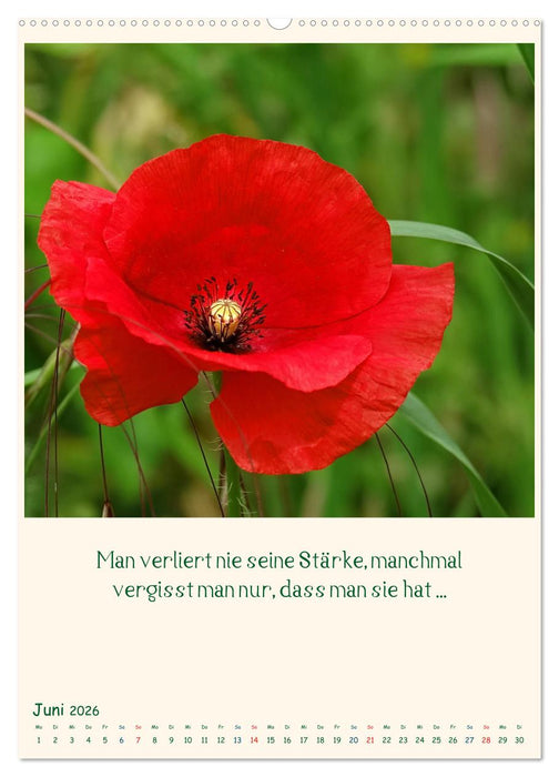 Mit Blumen durchs Jahr (CALVENDO Premium Wandkalender 2026)