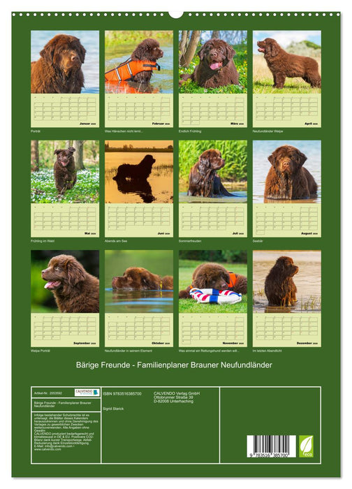 Bärige Freunde - Familienplaner Brauner Neufundländer (CALVENDO Premium Wandkalender 2026)