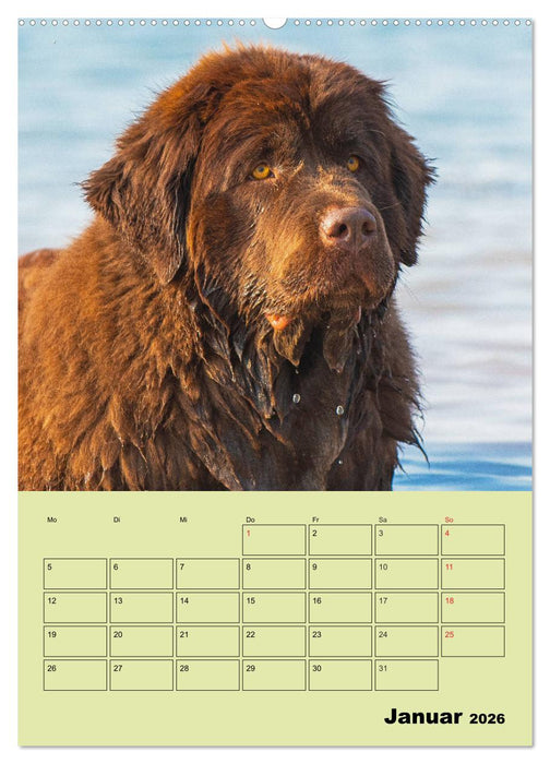 Bärige Freunde - Familienplaner Brauner Neufundländer (CALVENDO Premium Wandkalender 2026)