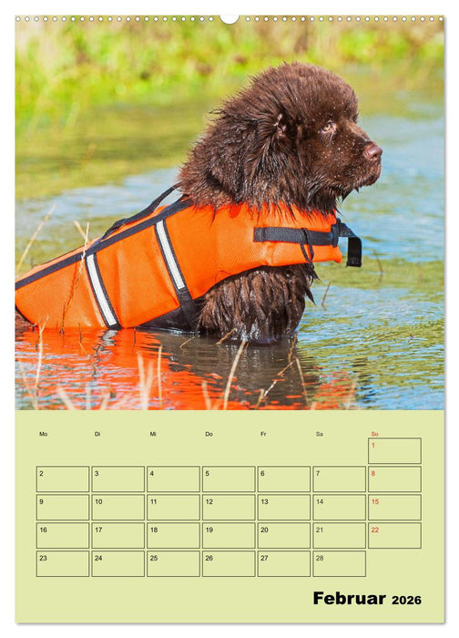 Bärige Freunde - Familienplaner Brauner Neufundländer (CALVENDO Premium Wandkalender 2026)