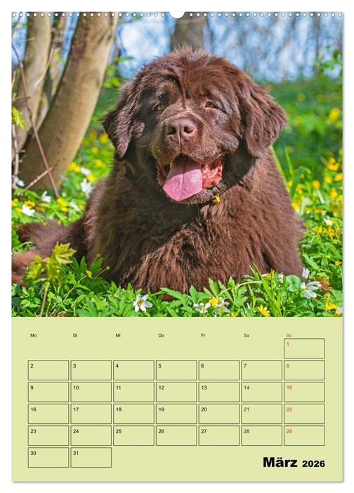 Bärige Freunde - Familienplaner Brauner Neufundländer (CALVENDO Premium Wandkalender 2026)