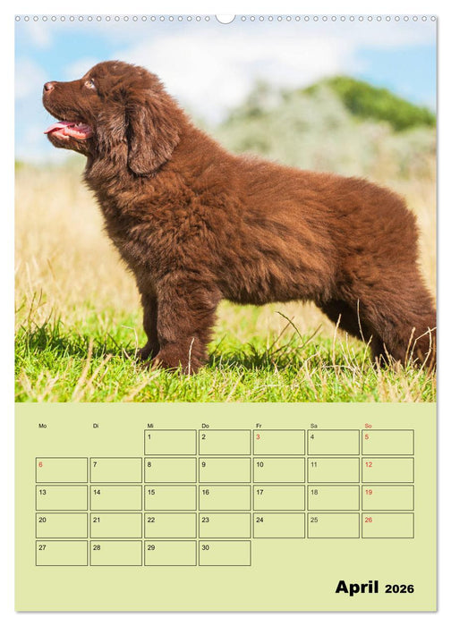 Bärige Freunde - Familienplaner Brauner Neufundländer (CALVENDO Premium Wandkalender 2026)