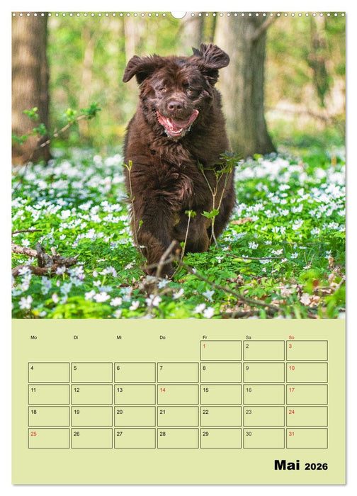 Bärige Freunde - Familienplaner Brauner Neufundländer (CALVENDO Premium Wandkalender 2026)