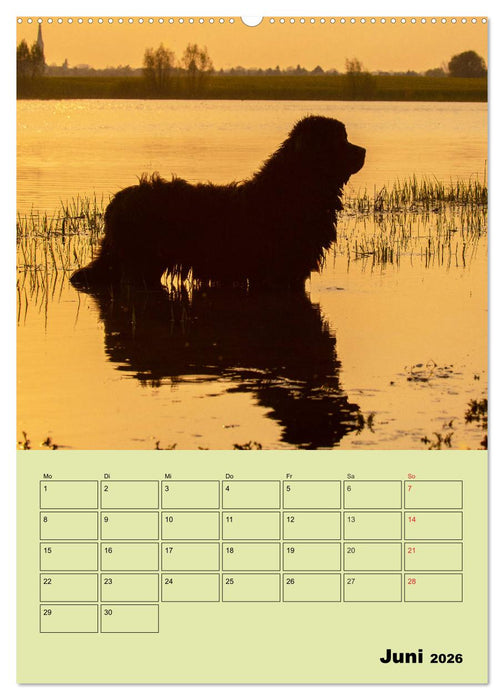 Bärige Freunde - Familienplaner Brauner Neufundländer (CALVENDO Premium Wandkalender 2026)