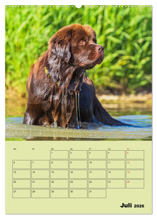 Bärige Freunde - Familienplaner Brauner Neufundländer (CALVENDO Premium Wandkalender 2026)