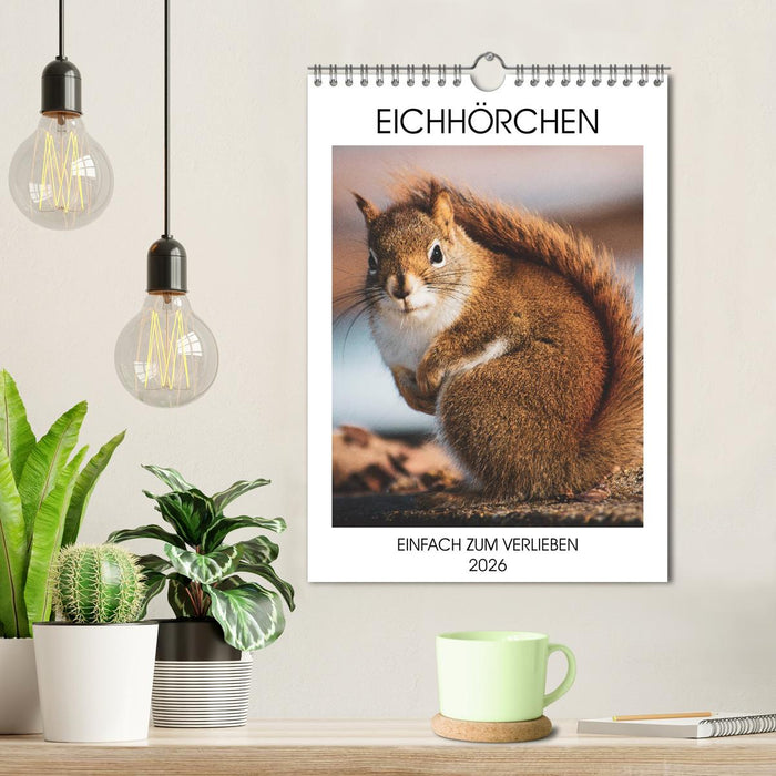 Eichhörnchen - Einfach zum Verlieben (CALVENDO Wandkalender 2026)