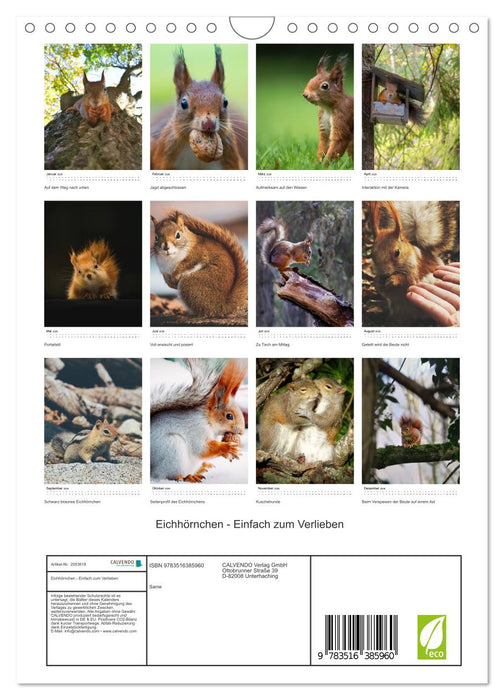 Eichhörnchen - Einfach zum Verlieben (CALVENDO Wandkalender 2026)