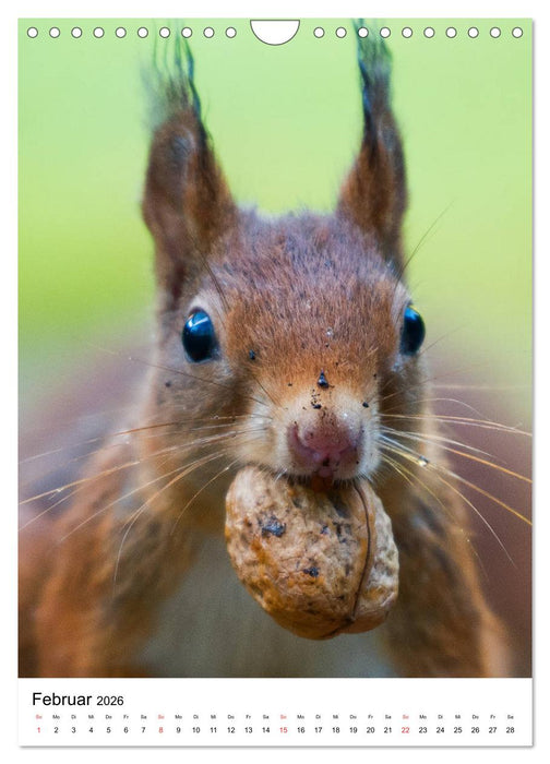 Eichhörnchen - Einfach zum Verlieben (CALVENDO Wandkalender 2026)