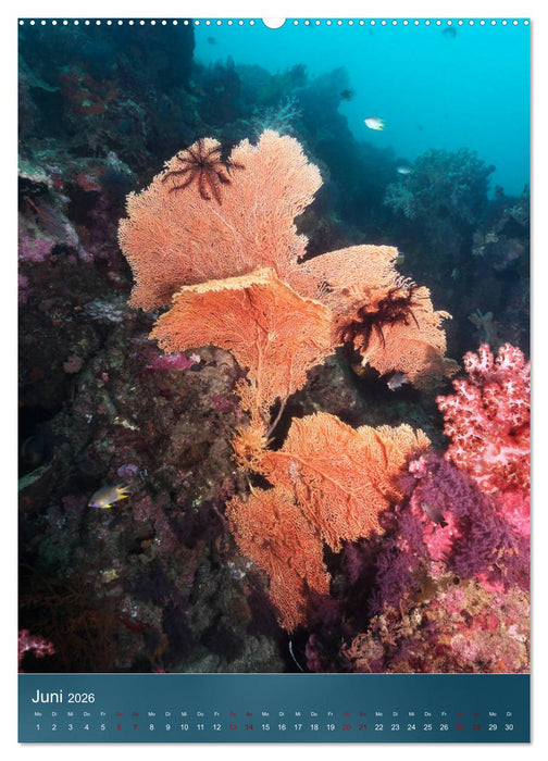 Farbenfrohe Unterwasserwelt (CALVENDO Premium Wandkalender 2026)