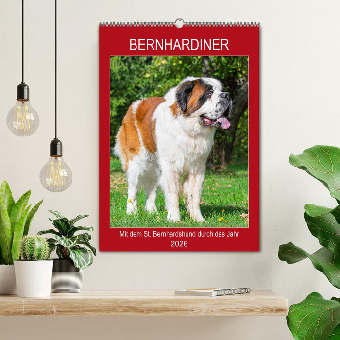 Bernhardiner - Mit dem St. Bernhardshund durch das Jahr (CALVENDO Wandkalender 2026)