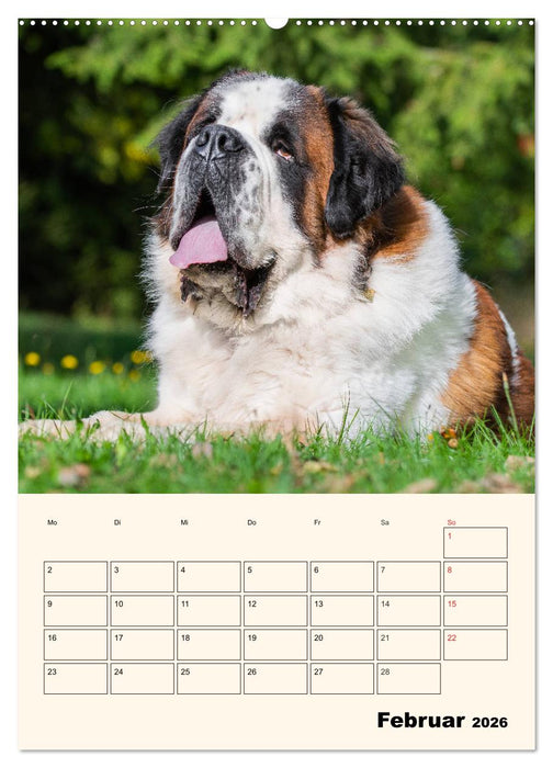 Bernhardiner - Mit dem St. Bernhardshund durch das Jahr (CALVENDO Wandkalender 2026)