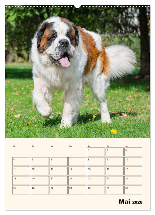 Bernhardiner - Mit dem St. Bernhardshund durch das Jahr (CALVENDO Wandkalender 2026)