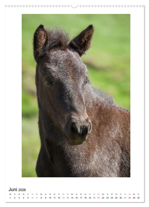 Föhnfrisuren (CALVENDO Wandkalender 2026)