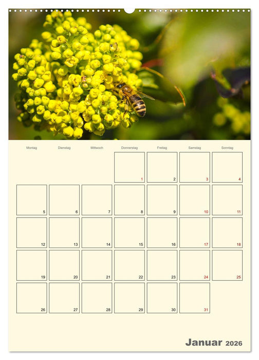 Bienen im Naturgarten (CALVENDO Wandkalender 2026)
