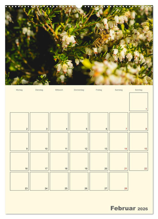 Bienen im Naturgarten (CALVENDO Wandkalender 2026)