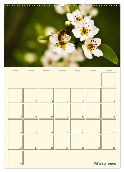 Bienen im Naturgarten (CALVENDO Wandkalender 2026)