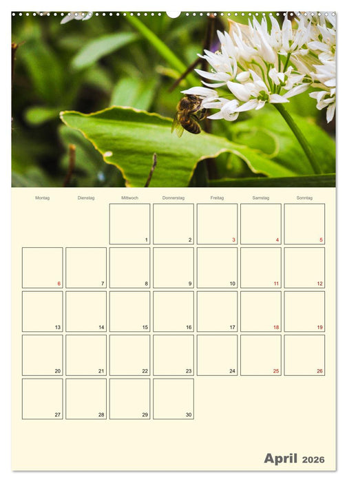 Bienen im Naturgarten (CALVENDO Wandkalender 2026)