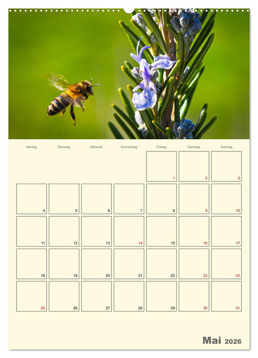 Bienen im Naturgarten (CALVENDO Wandkalender 2026)