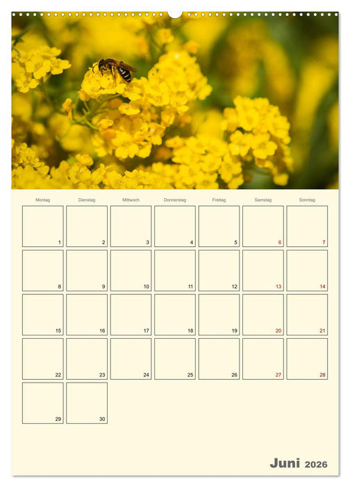 Bienen im Naturgarten (CALVENDO Wandkalender 2026)