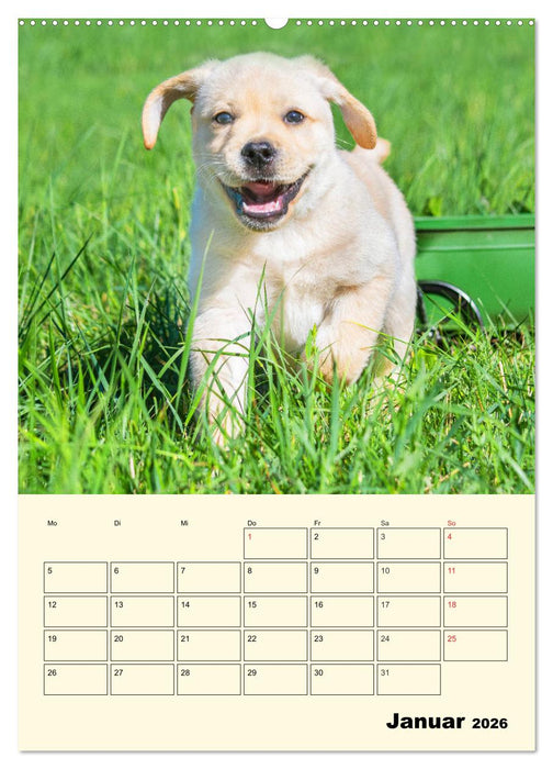 Familienplaner - Labrador Welpen entdecken die Welt (CALVENDO Wandkalender 2026)