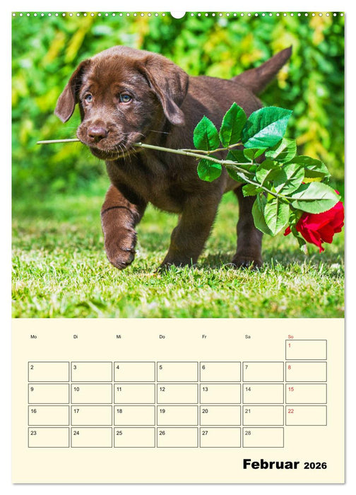 Familienplaner - Labrador Welpen entdecken die Welt (CALVENDO Wandkalender 2026)