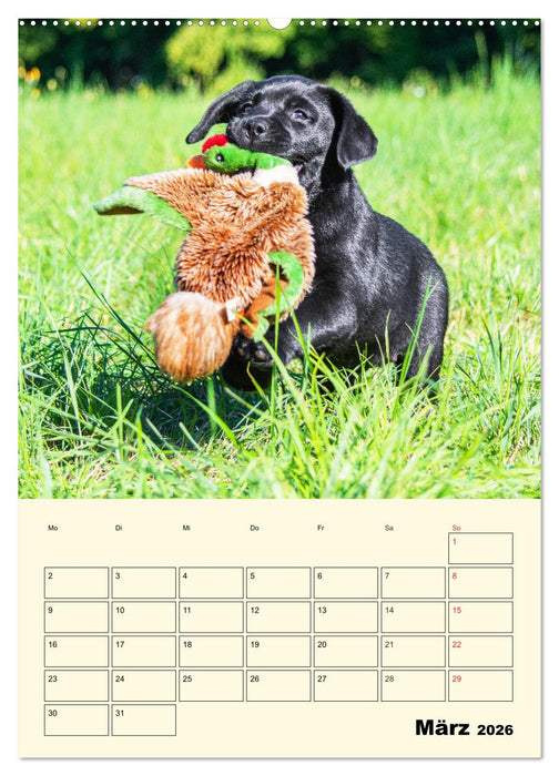 Familienplaner - Labrador Welpen entdecken die Welt (CALVENDO Wandkalender 2026)