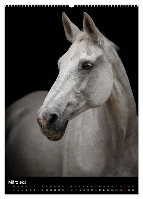 Pferde 2026 - Charakterköpfe vor der Kamera (CALVENDO Premium Wandkalender 2026)