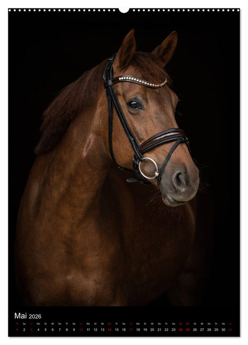 Pferde 2026 - Charakterköpfe vor der Kamera (CALVENDO Premium Wandkalender 2026)