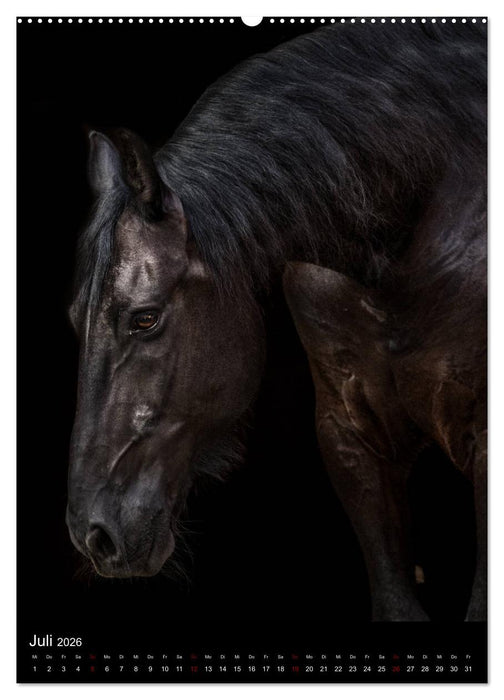 Pferde 2026 - Charakterköpfe vor der Kamera (CALVENDO Premium Wandkalender 2026)