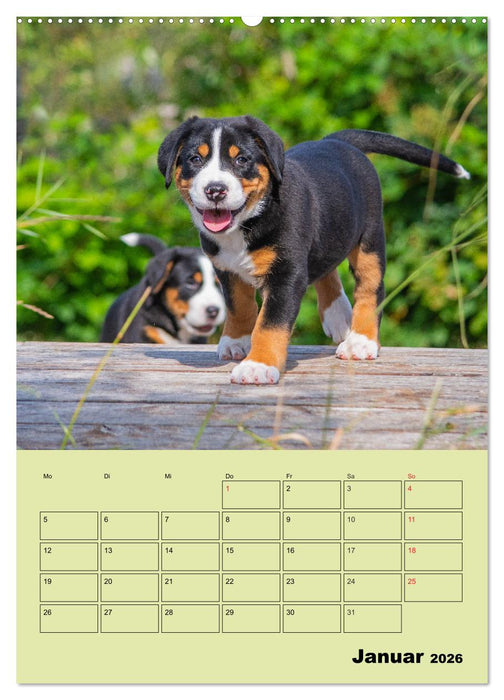 Familienplaner Großer Schweizer Sennenhund (CALVENDO Premium Wandkalender 2026)