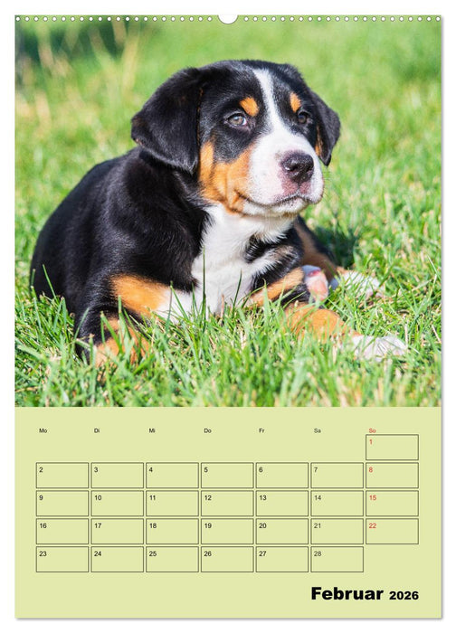 Familienplaner Großer Schweizer Sennenhund (CALVENDO Premium Wandkalender 2026)