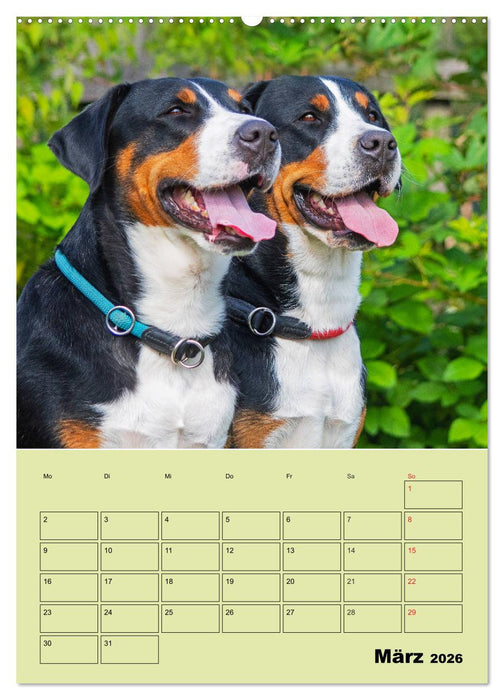 Familienplaner Großer Schweizer Sennenhund (CALVENDO Premium Wandkalender 2026)