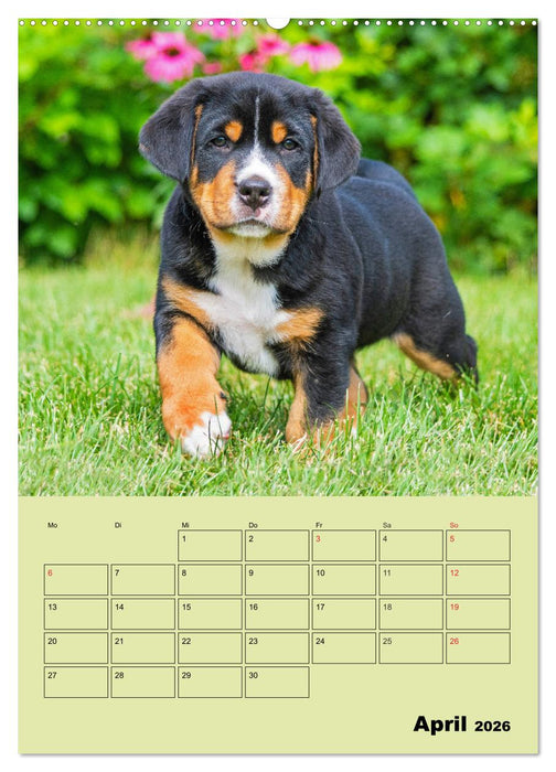 Familienplaner Großer Schweizer Sennenhund (CALVENDO Premium Wandkalender 2026)