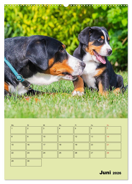 Familienplaner Großer Schweizer Sennenhund (CALVENDO Premium Wandkalender 2026)