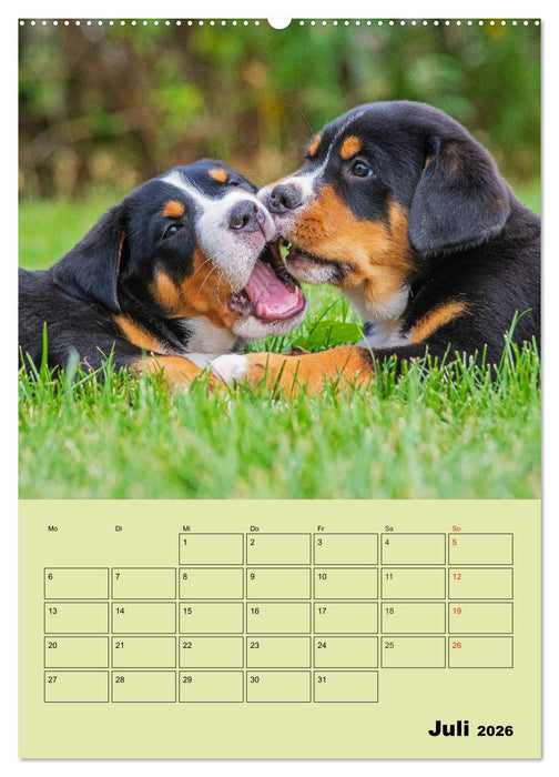 Familienplaner Großer Schweizer Sennenhund (CALVENDO Premium Wandkalender 2026)