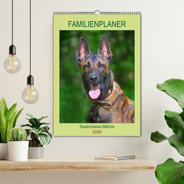 Familienplaner Tausendsassa Malinois (CALVENDO Wandkalender 2026)
