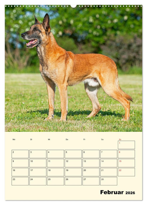 Familienplaner Tausendsassa Malinois (CALVENDO Wandkalender 2026)