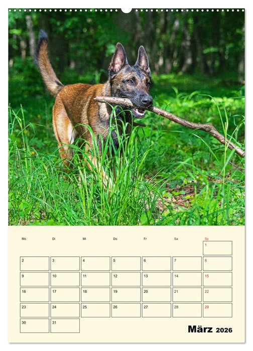 Familienplaner Tausendsassa Malinois (CALVENDO Wandkalender 2026)